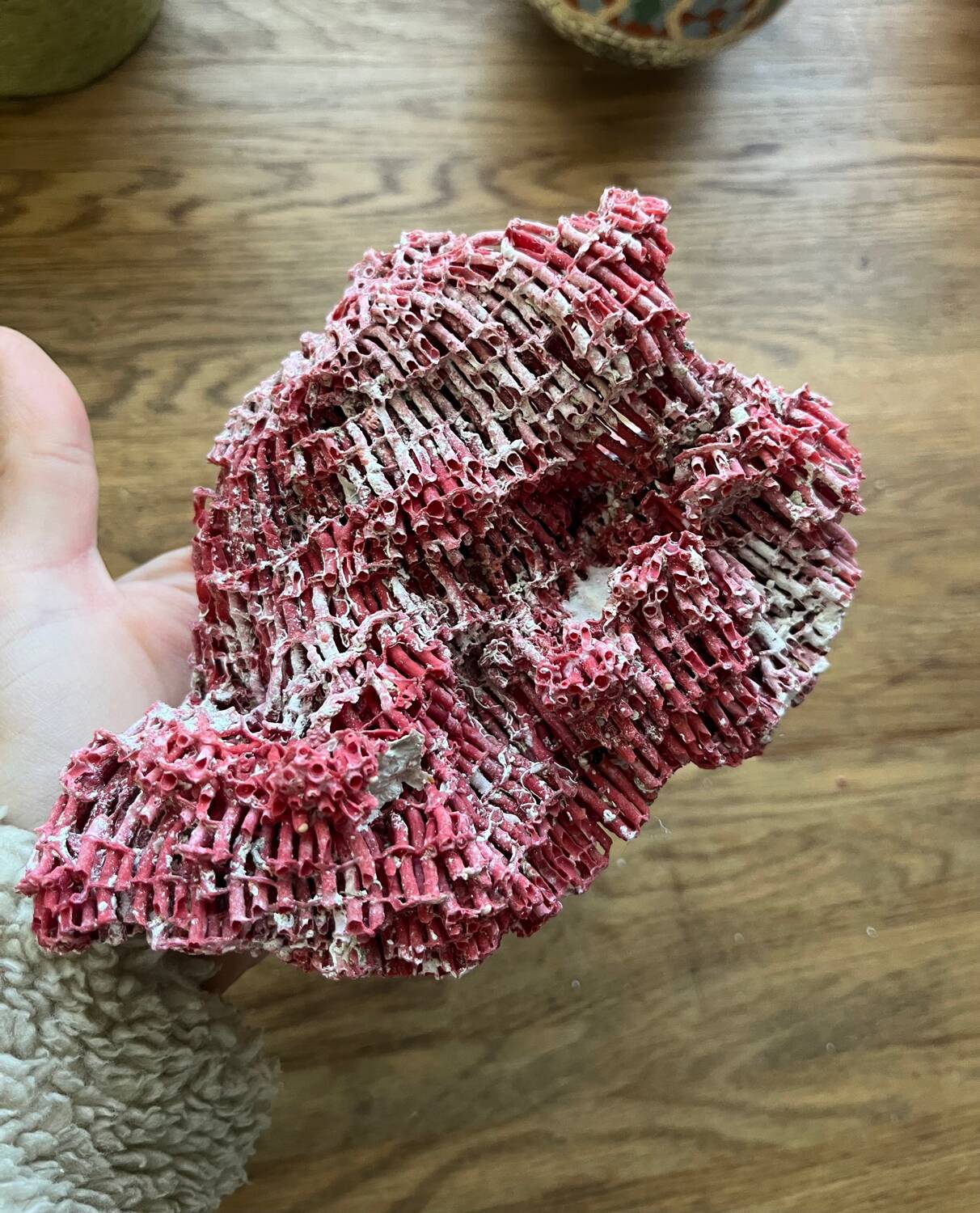 Red coral