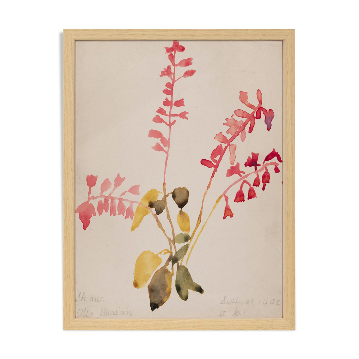 Watercolor illustration flowers