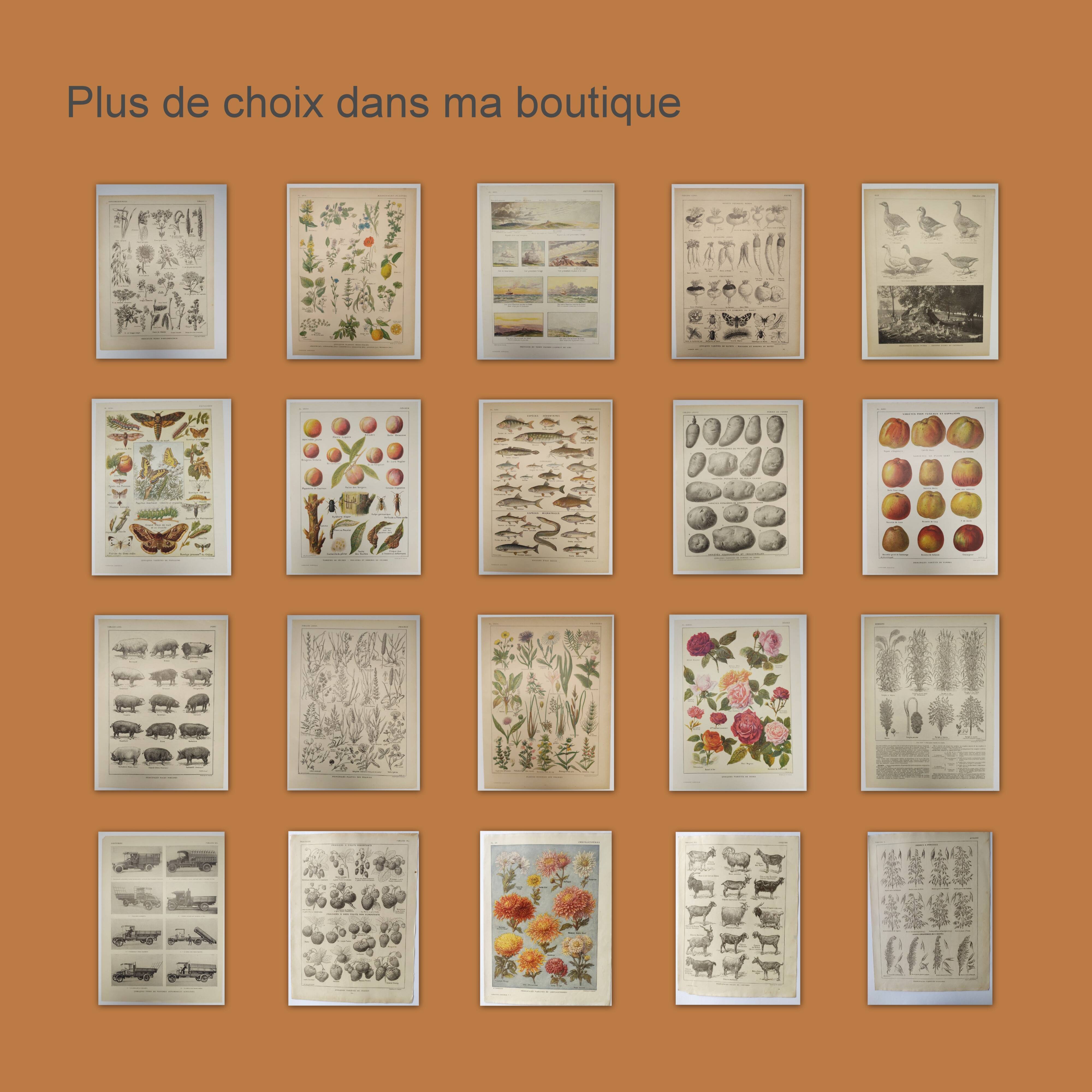 Original engraving from 1922 - Pear - Old orchard board, pear fruit