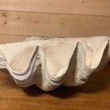 Clam