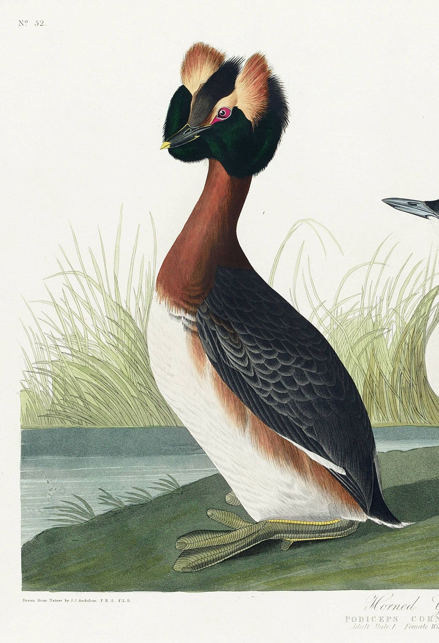 Poster about the great crested grebe, based on an old engraving from 1827.