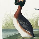 Poster about the great crested grebe, based on an old engraving from 1827.