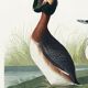 Poster about the great crested grebe, based on an old engraving from 1827.