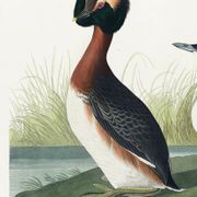 Poster about the great crested grebe, based on an old engraving from 1827.