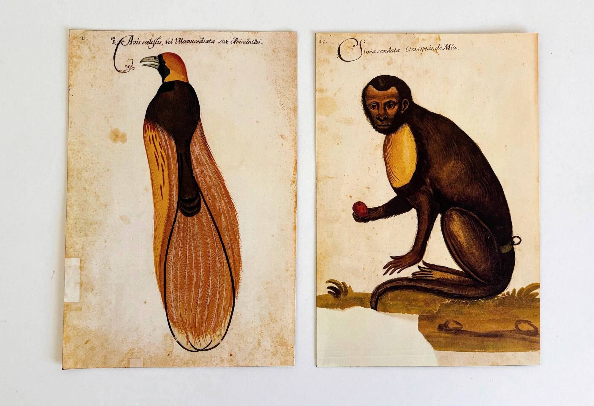 Impressions of the natural history of the Renaissance, pair of facsimiles of the Codex Pomar, 1990s.