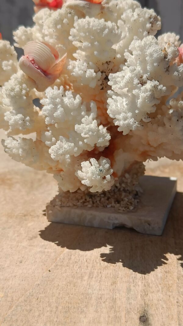 Arbre de corail blanc avec coquillage