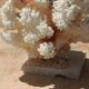 White coral tree with shell