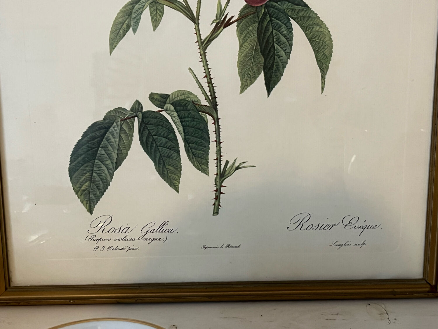 Set of 3 engravings of roses - P.J Redouté