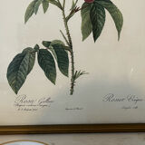 Set of 3 engravings of roses - P.J Redouté