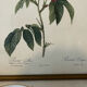 Set of 3 engravings of roses - P.J Redouté