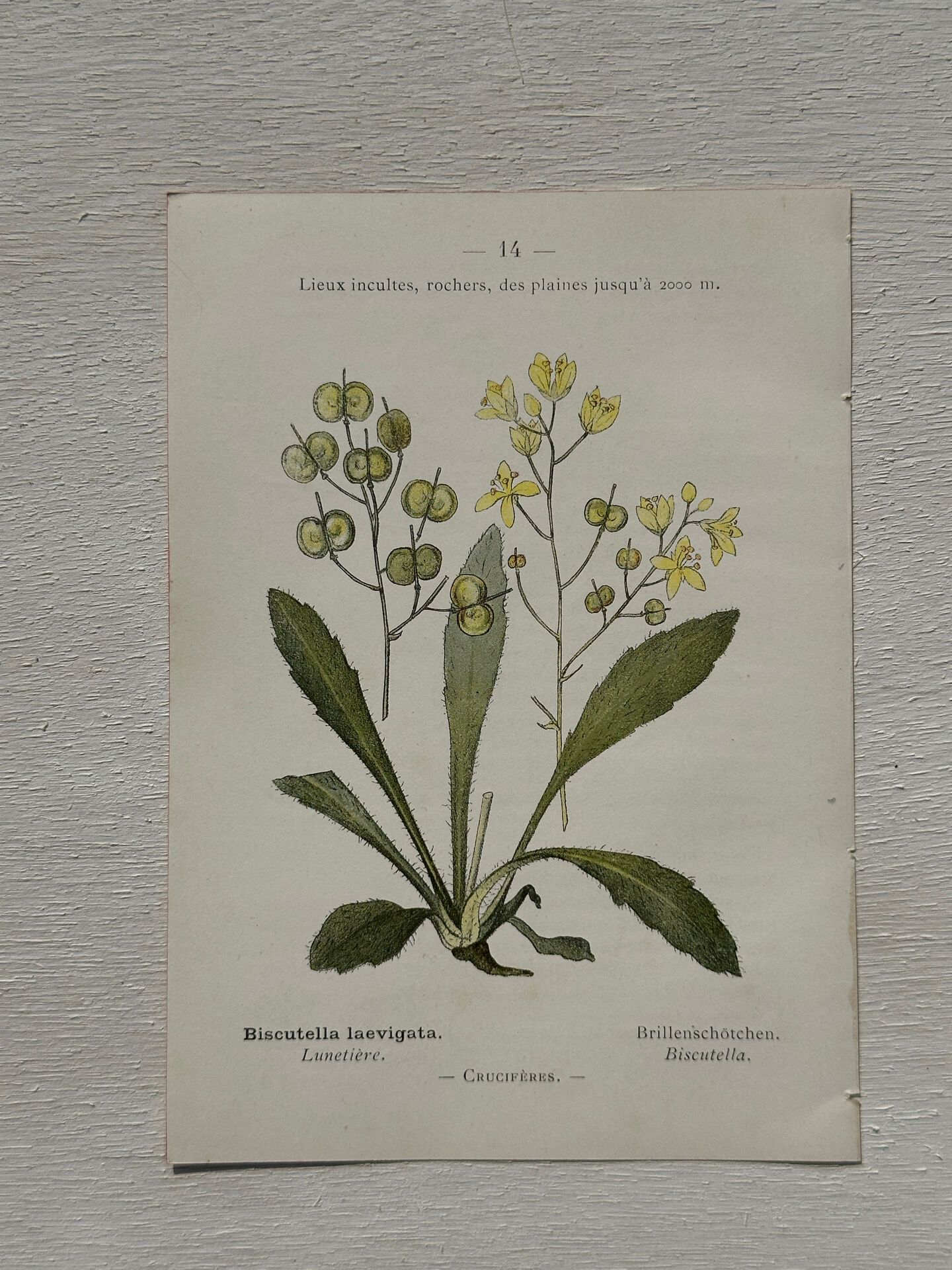 Botanical Plate 1800 Old naturalist engraving 19th century double-sided