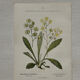 Botanical Plate 1800 Old naturalist engraving 19th century double-sided
