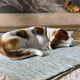 Goebel porcelain dog figurine