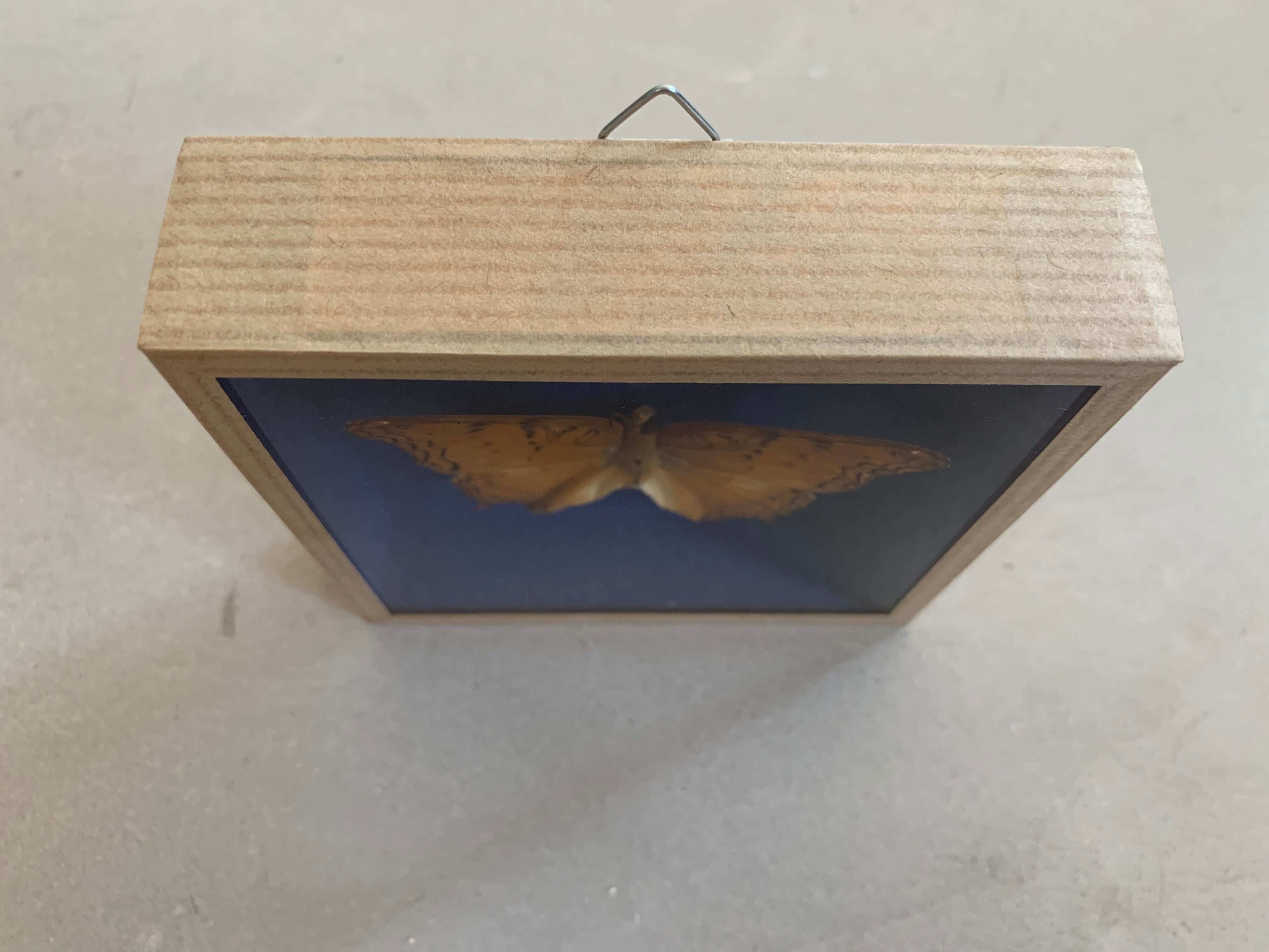 Butterfly stuffed under glass