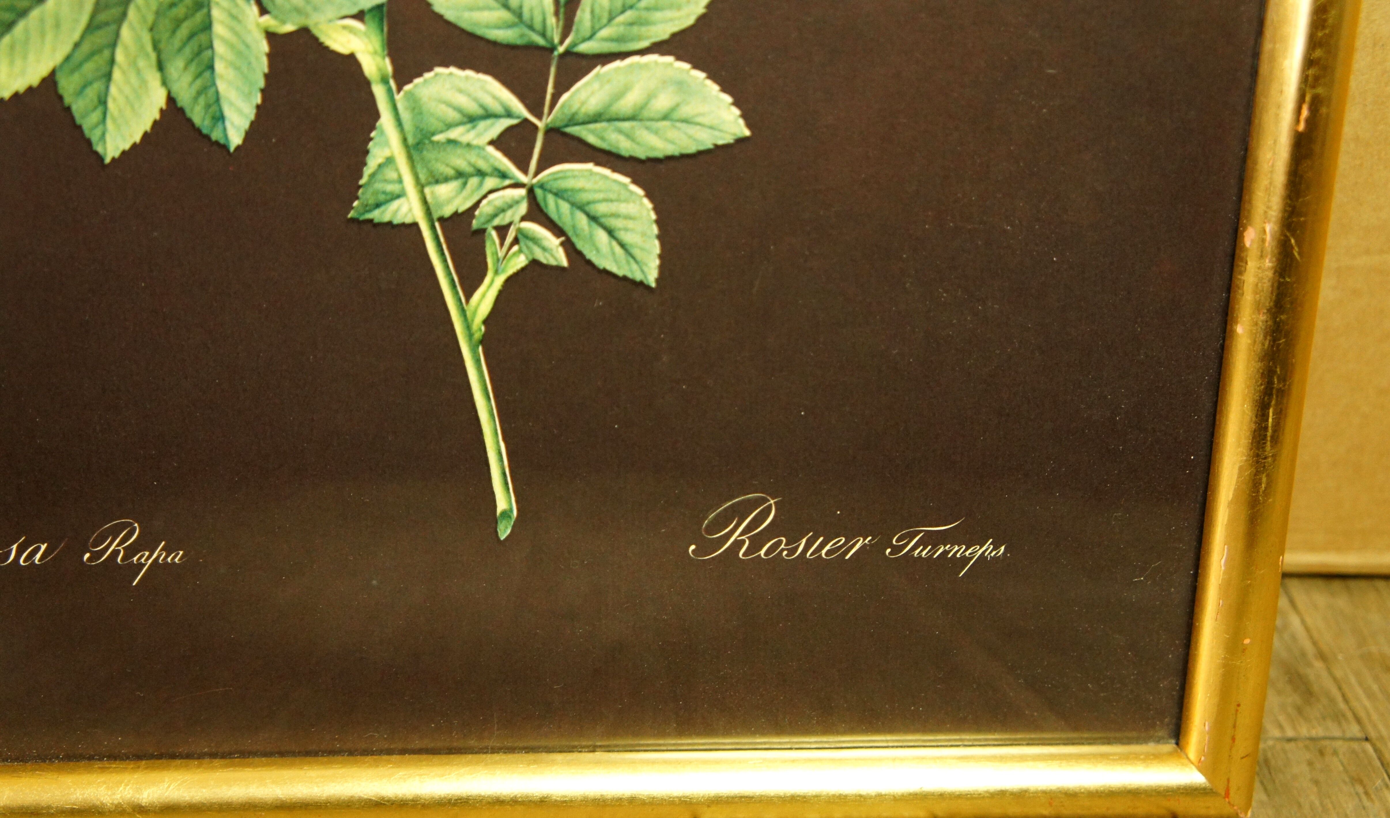 Golden frame with gold leaf - ancient botanical poster