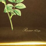 Golden frame with gold leaf - ancient botanical poster