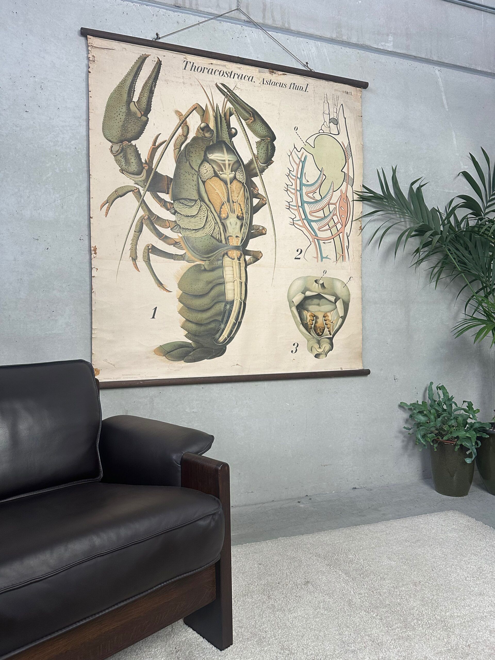 Vintage XL linen school chart – the lobster