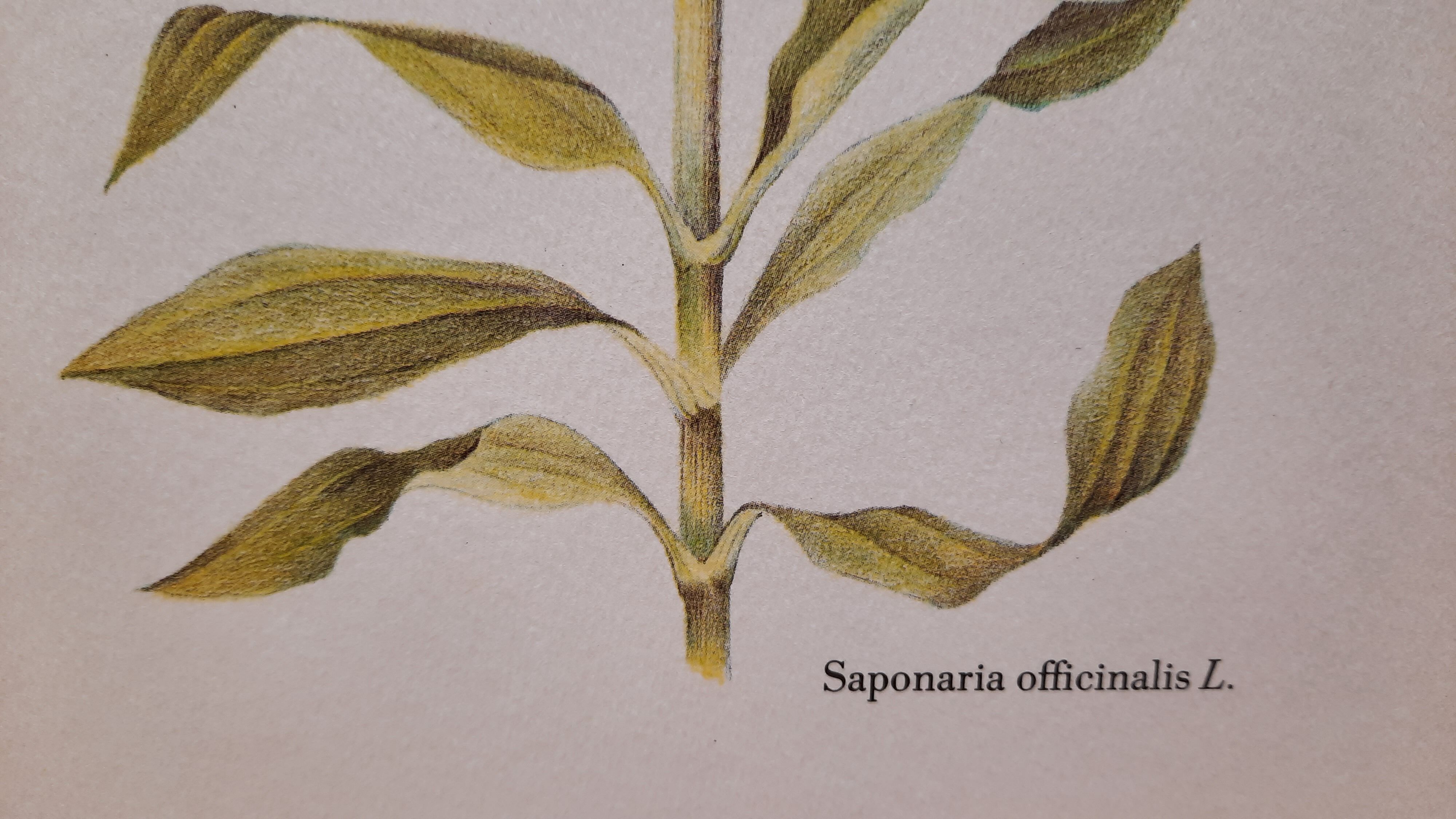 Saponary botanical plate
