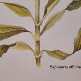 Saponary botanical plate