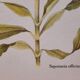 Saponary botanical plate