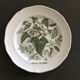 Set of 2 Glen plates with botanical decor
