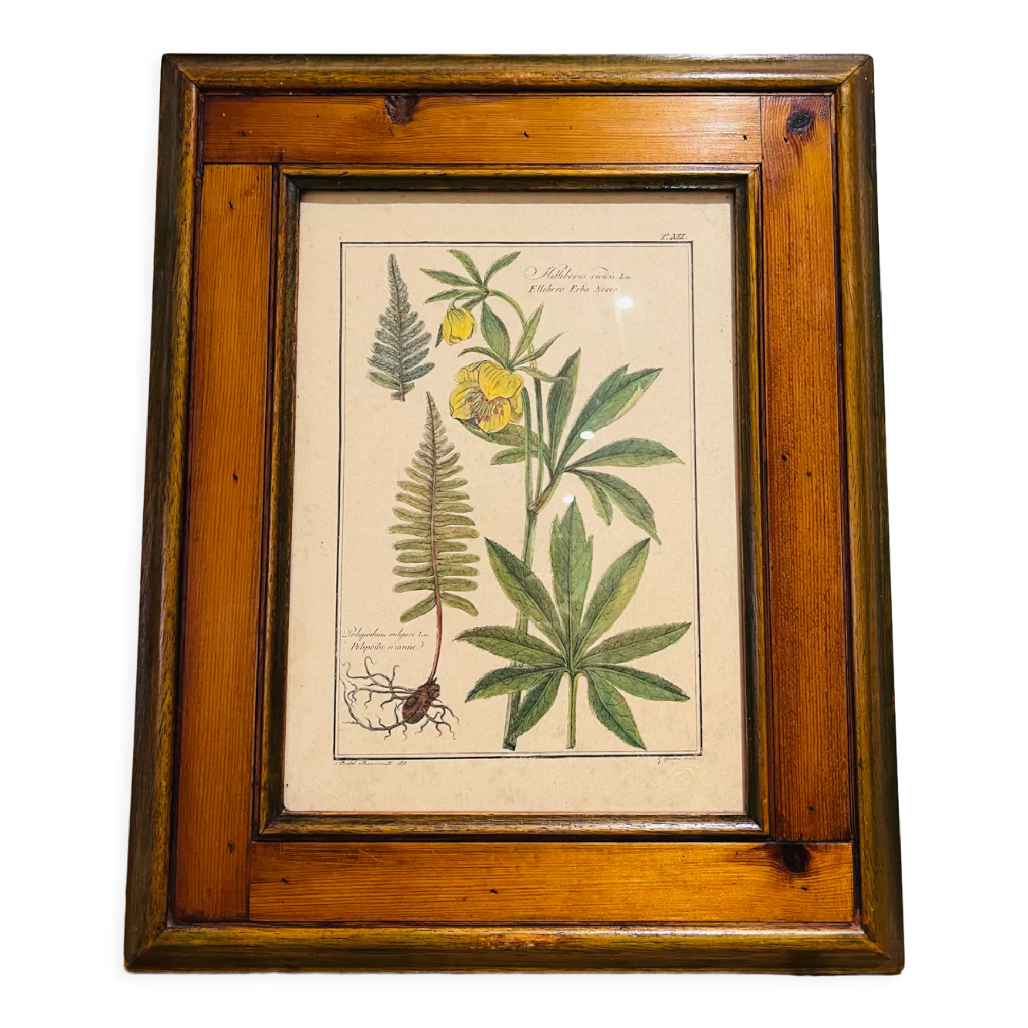 Vintage herbarium frame