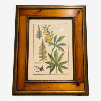 Vintage herbarium frame