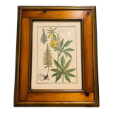 Vintage herbarium frame