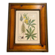 Cadre herbier vintage