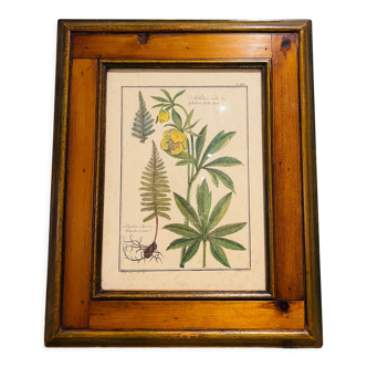 Cadre herbier vintage