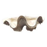Very large clam shell