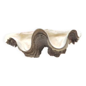 Very large clam shell