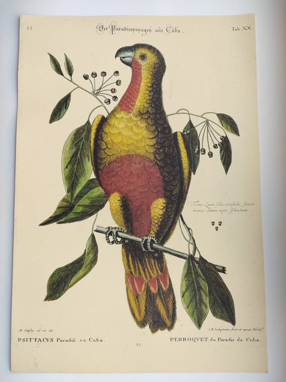 Old bird engraving - Parrot of Paradise of Cuba - Zoological plate by Seligmann & Catesby