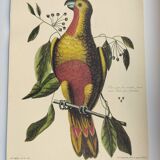 Old bird engraving - Parrot of Paradise of Cuba - Zoological plate by Seligmann & Catesby