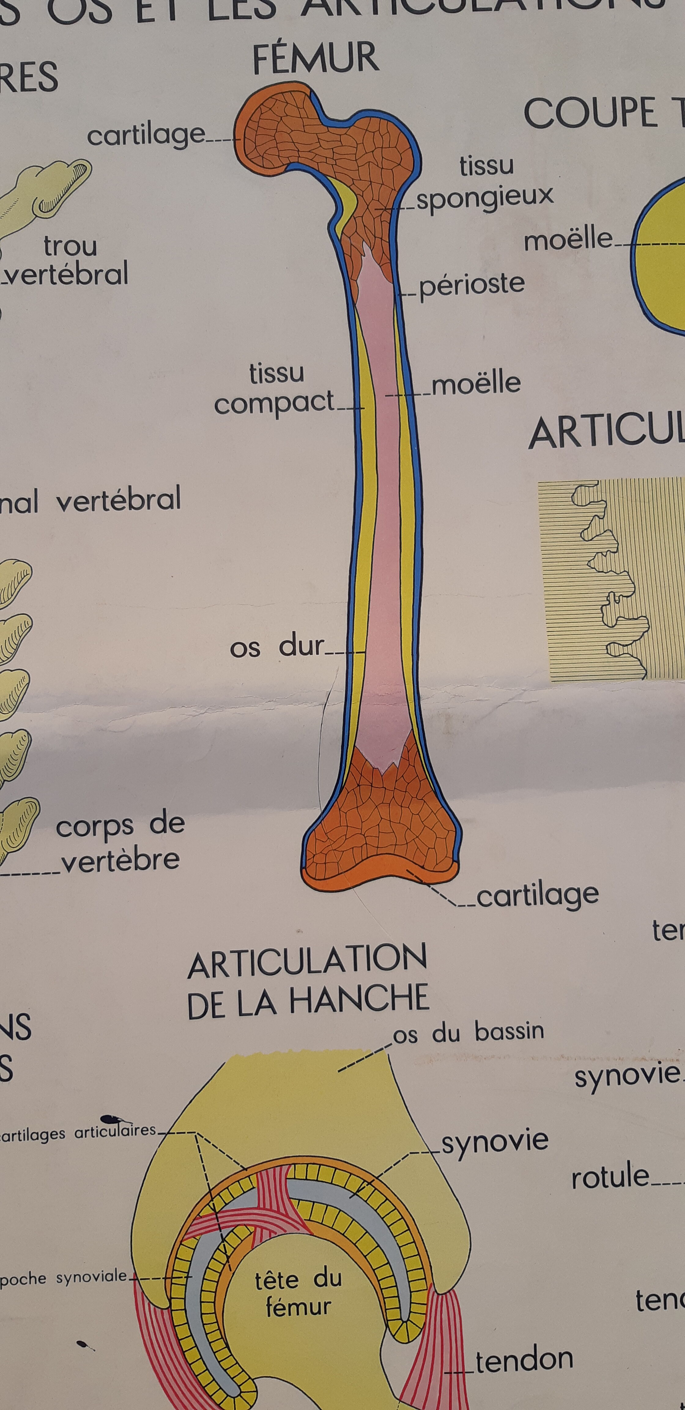 Rossignol educational posters