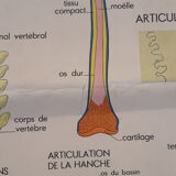 Rossignol educational posters