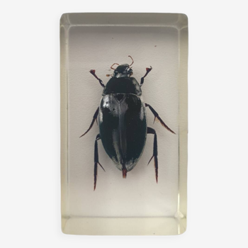 Resin inclusion insect - JAPAN AQUATIC BEETLE Curiosity - No. 31