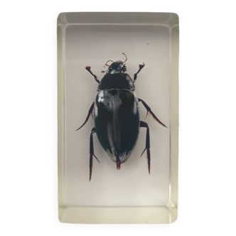 Resin inclusion insect - JAPAN AQUATIC BEETLE Curiosity - No. 31