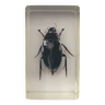 Resin inclusion insect - JAPAN AQUATIC BEETLE Curiosity - No. 31