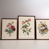 Gravures anciennes fleurs botanique par J.P.Redouté 1759- 1840 encadrés sous verre