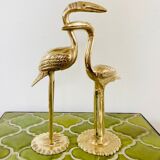 Couple of birds ibis or brass herons