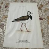 Gravure botanique ancienne planche naturaliste 1903