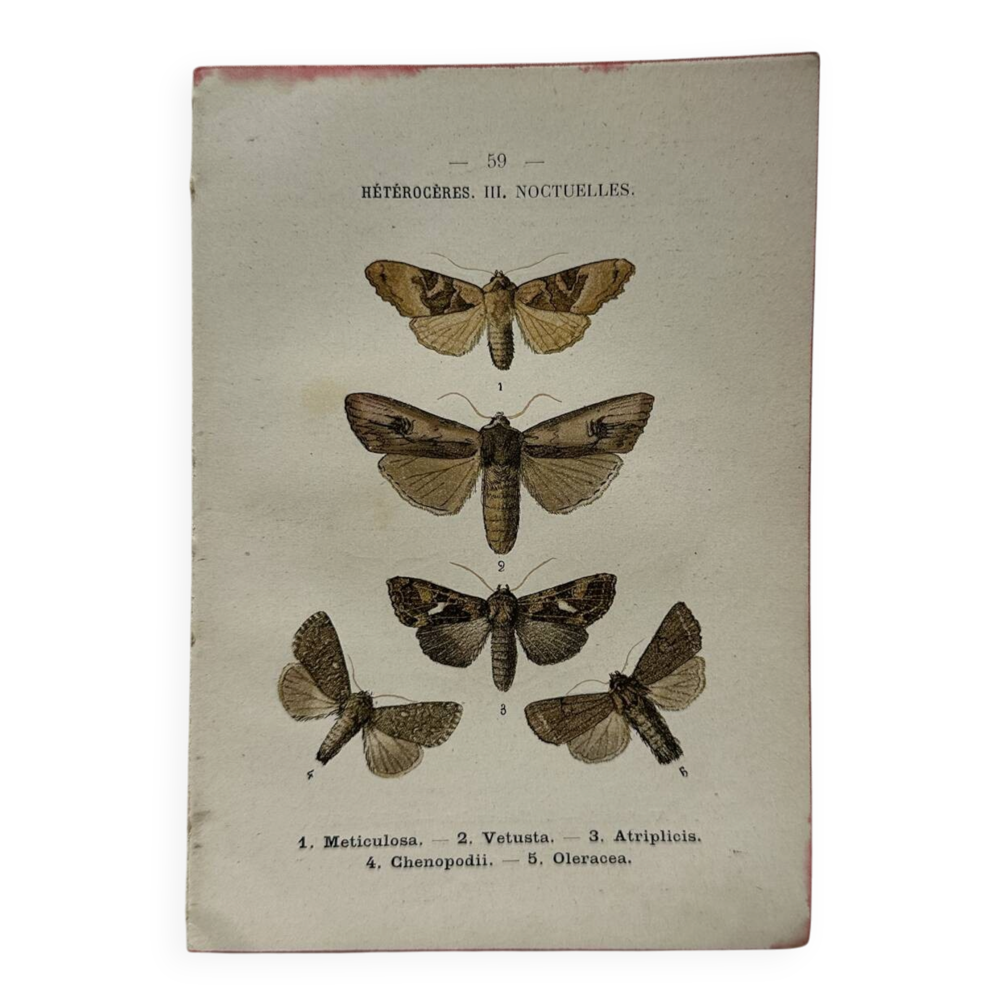 Botanical Plate 1800 Old naturalist engraving 19th century double-sided