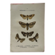 Botanical Plate 1800 Old naturalist engraving 19th century double-sided