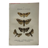 Botanical Plate 1800 Old naturalist engraving 19th century double-sided