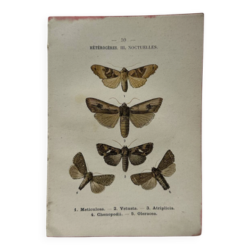 Botanical Plate 1800 Old naturalist engraving 19th century double-sided