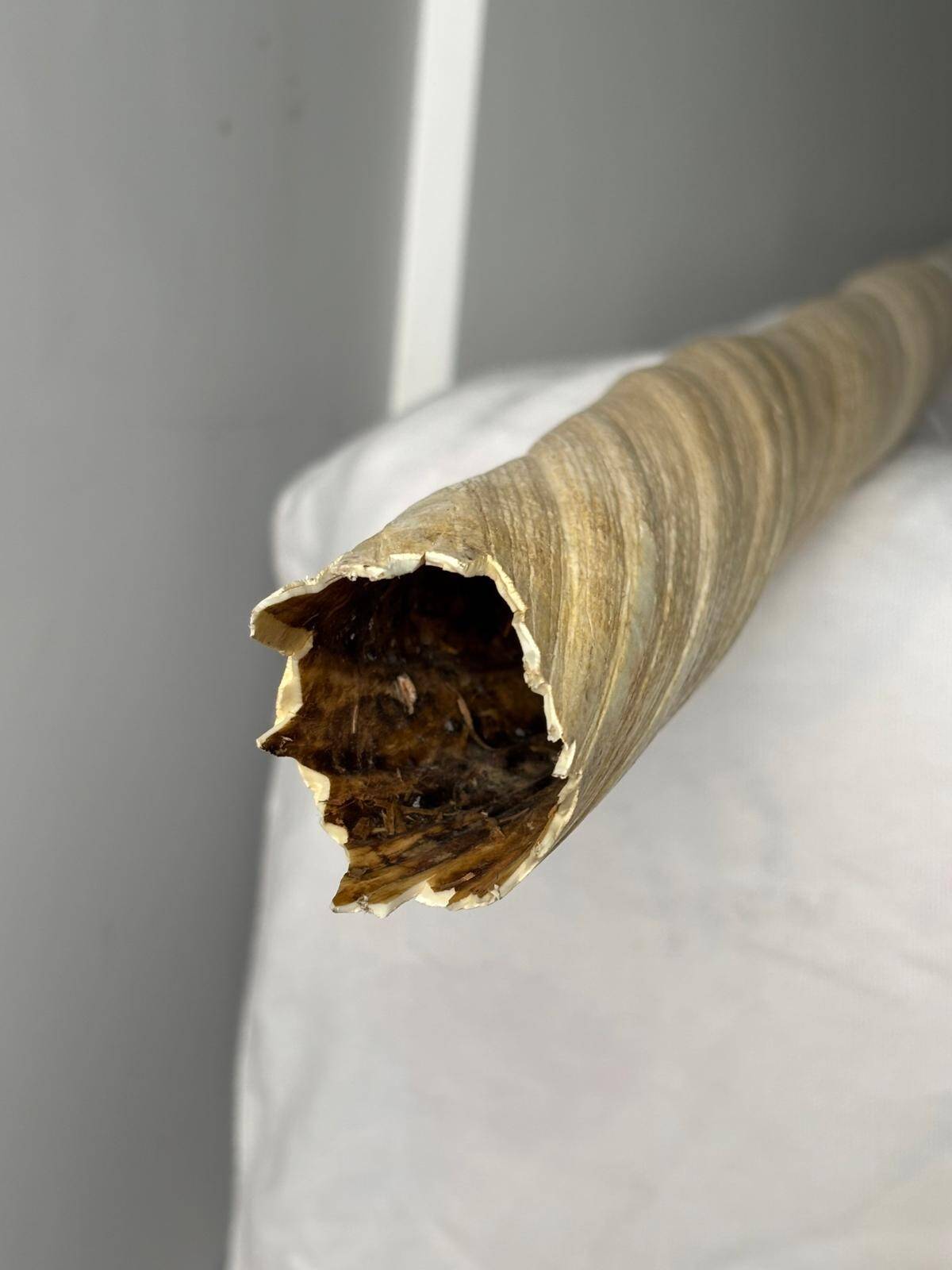 narwhal tusk mounted as a lamp - Denmark (Greenland) 1940s