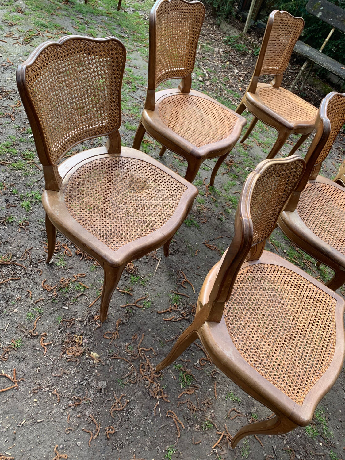 Lot de 6 chaises Louis Philippe cannées époque 19ème