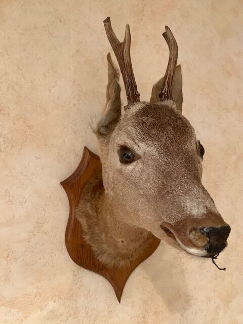 Taxidermy doe head deer deer hunting trophy
