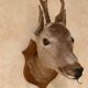 Taxidermy doe head deer deer hunting trophy